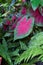 Red and Green Caladium