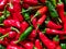 Red and green chilli peppers. Close up of pile.