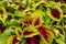 Red and Green Coleus Plants