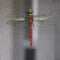 Red and Green Comet Darner Dragonfly