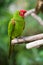 Red and green conure parrot