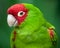 Red and green conure parrot