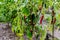 Red and green cute ornamental pepper in vegetable garden (Capsicum annuum)