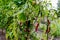 Red and green cute ornamental pepper in vegetable garden (Capsicum annuum)