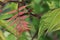 Red and green detailed leaves on a false spirea