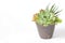 Red green Echeveria and Zebra plant succulent flowering houseplants in clay pot planter white background