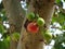 Red and green figs Hanging with large branches.