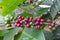 Red and green fruits of coffea tree on branches