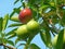 Red and Green Fruits of Pong-Pong Tree with Bunch of Green Leaves