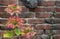 Red Green Hydrangea brick wall