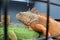 red and green iguanas in a cage