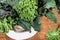 Red and green kale in colander