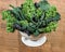 Red and green kale in colander