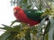 Red and green King Parrot bird in a tree
