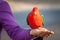 Red green king parrot perching on human female hand.