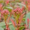 Red and green leafs and flower buds of Taiwanese photinia