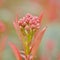 Red and green leafs and flower buds of Taiwanese photinia