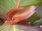 Red green leaves of the Canna coccinea