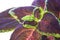 Red and green leaves of the coleus plant, Plectranthus scutellarioides. Plant in a flower pot. Floriculture, hobbies. Growing Col