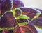 Red and green leaves of the coleus plant, Plectranthus scutellarioides. Plant in a flower pot. Floriculture, hobbies. Growing Col