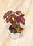 Red and green leaves of the coleus plant, Plectranthus scutellarioides. Plant in a flower pot. Floriculture, hobbies. Growing Cole