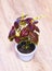 Red and green leaves of the coleus plant, Plectranthus scutellarioides. Plant in a flower pot. Floriculture, hobbies. Growing Cole