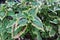 Red and green leaves of the coleus plant, Scientific name