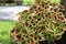 Red and green leaves of the coleus plant, Scientific name