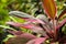 Red-green leaves Cordyline terminalis