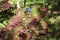 Red and green leaves of a Japanese Maple tree in dappled sunlight