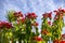 Red and green leaves of Poinsettia tree in backlit on a background of blue sky