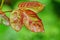 Red green leaves on a rosebush