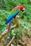 Red-and-green Macaw