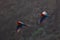 Red-and-green Macaw, Ara chloroptera, in the dark green forest habitat. Beautiful macaw parrot from Amazon, Peru. Bird in flight.