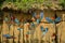 RED-AND-GREEN MACAW ara chloroptera, GROUP EATING CLAY, CLIFF AT MANU NATIONAL PARK, PEROU