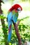 A red and green Macaw (Ara chloroptera) is standing on trunk in the zoo