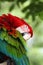 The red-and-green macaw Ara chloropterus, also known as the green-winged macaw, portrait of a parrot adjusting his wing