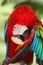 The red-and-green macaw Ara chloropterus, also known as the green-winged macaw, portrait of a parrot adjusting his wing