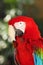 The red-and-green macaw Ara chloropterus, also known as the green-winged macaw, portrait of a parrot with green background