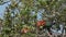 red and green macaw, Ara chloropterus, Brazil