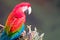 Red And Green Macaw, Ara Chloropterus, Buraco Das Araras, near Bonito, Pantanal, Brazil