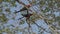 red and green macaw, Ara chloropterus, in a tropical tree