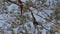 red and green macaw, Ara chloropterus, in a tropical tree