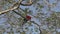 red and green macaw, Ara chloropterus, in a tropical tree