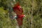 Red and green macaw in the nature habitat