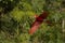 Red and green macaw in the nature habitat