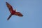 Red and green macaw in the nature habitat