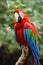 Red and green macaw parrot