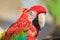 A red - green macaw parrot profile view, closeup, outdoors