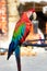 A red - green macaw parrot profile view, perched, outdoors